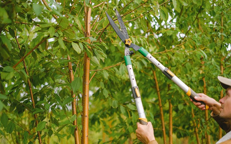 Tree trimming in Inola, OK